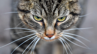 Enseña a su gato a 'hablar' y éste se queja de la música que pone